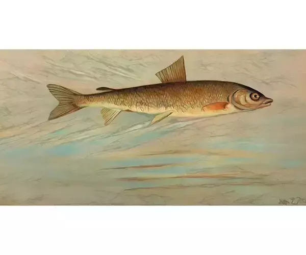 Flyfish montana42