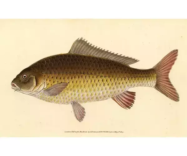 Flyfish montana45