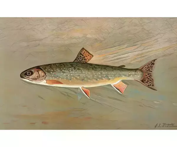 Flyfish montana88